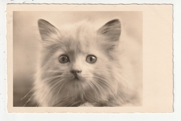 CARTE PHOTO - PORTRAIT DE CHAT - 1937 - Katten