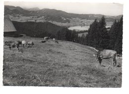 SATTELEGG Kühe Blick Auf Sihlsee Willerzell Pilatus Und Rigi E. Kägi Knonau - Sattel