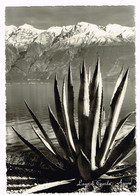 V5294 Lago Di Garda - Agave - Panorama / Non Viaggiata - Piante Medicinali