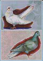 UKRAINE. Maxi Card. 2 Post Cards. Birds. Pigeons Fauna . 2014 - Birds
