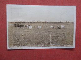 RPPC   Brahman  Bulls Okeechobee Florida     > Ref 3970 - Toros