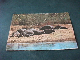IPPOPOTAMI IPPOPOTAMO HIPPO  SEEKOEIE  CUCCIOLI IPPOPOTAMI AFRICA KRUGER NATIONAL PARK ADDO PARK - Hippopotamuses