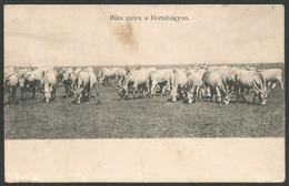 Bulls-----old Postcard - Toros