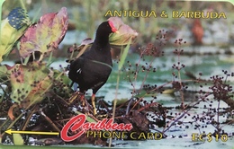 ANTIGUA Et BARBUDA  -  Phonecard  -  Common Moorhen  -  EC $ 10 - Antigua En Barbuda