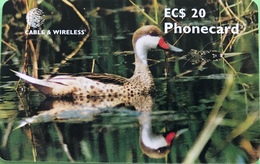 ANTIGUA Et BARBUDA  -  Phonecard  -  The White Cheeked Pintail Duck  -  EC $ 20 - Antigua Et Barbuda