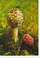 20 / 4 / 102. -  CHAMPIGNON  AMA,ITA  MUSCARIA. - CPM - Mushrooms