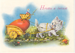 CPA MUSHROOMS, CAT, CART, CHICK, PAINTED EGG, EASTER - Champignons