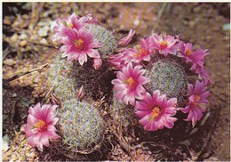 AK Millers Pincushion   (48828) - Cactus