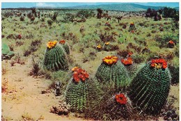 AK Barrel Cactus On The Desert  (48830) - Cactus