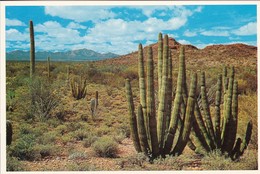 AK Organ Pipe National Monument On The Ajo Mountain Drive, Arizona (48831) - Cactusses