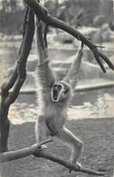 Singe Gibbon Zoo Bois De Vincennes Paris - Affen