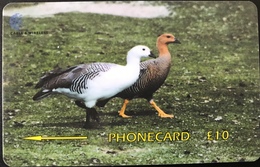 FALKLAND  -  Phonecard  - Upland Geese  -  $ 10 - Falkland Islands