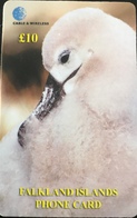 FALKLAND  -  Prepaid  -  Cable & Wireless  -  Black-Browed Albatross Chick  -  £ 10 - Falkland