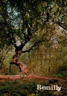 CPM - REMILLY - LE JOLI-FOU  ... - Trees