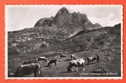 DJP-02a Troupeau De Vaches Sur Le Plateau D'Emosson Région Finhaut Dents Du Midi.  Animé, Non Circulé - Finhaut