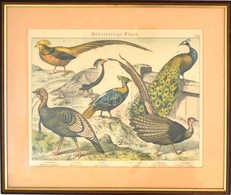 Cca 1880-1890 Hühnerartige Vögel XXIII. Kromolitográfia, Papír, Jelzés Nélkül. Litográfia Különböző Szárnyasról (fácán,  - Stiche & Gravuren