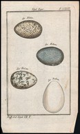 Cca 1780-1790 Vögel Eier Des Elster/Hehers/Rakers, Színezett Rézmetszet, Papír, In: Buffon, Georges Louis Le Clerc De: N - Stiche & Gravuren