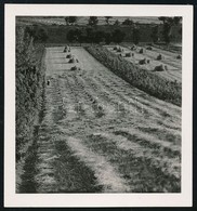 Cca 1936 Kinszki Imre (1901-1945) Budapesti Fotóművész Hagyatékából, Jelzés Nélküli, Vintage Fotó (Betakarítás), 6,5x6 C - Sonstige & Ohne Zuordnung