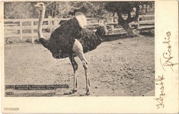 T2 1904 South Pasadena (California), Major McKinley Cawston Ostrich Farm - Ohne Zuordnung