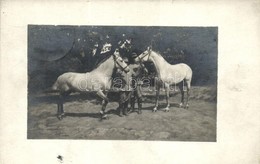 T2 A 'két árva' Azaz A Néhai Till Százados Lovai; 305. Honvéd Gyalogezred Bélyegző / Hungarian Soldiers With Horses, WWI - Ohne Zuordnung