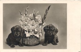 * T2/T3 Puppies With Flower - Ohne Zuordnung