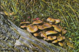86543- MUSHROOMS - Mushrooms