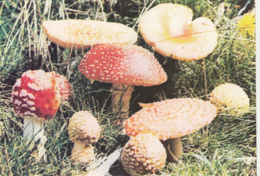 86544- MUSHROOMS - Mushrooms