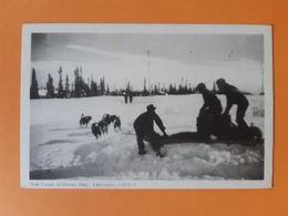 Carte Postale - Dog Team At Goose Bay , Labrador - TCA 5 - Autres & Non Classés