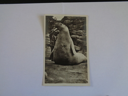 Hamburg. - Carl Hagenbeck'sTierpark.(2 Card) See-Elefant + Pinguine. - Stellingen