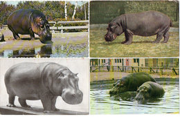 Hippoptame - Rhinocéros - 4 CP - Granby - ...   ..   (118816) - Hippopotames