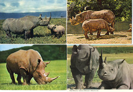 Hippoptame - Rhinocéros Noir - Kenya- 4 CP -  - ...   ..   (118818) - Ippopotami