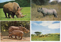 Hippoptame - Rhinocéros Noir -  4 CP -  - ...   ..   (118819) - Hippopotames