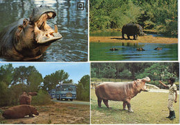 Hippoptame - Rhinocéros Noir -  4 CP -  - ...   ..   (118820) - Hippopotamuses