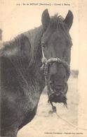 Ile De Houat          56          Cheval A Barbe       (Voir Scan) - Autres & Non Classés