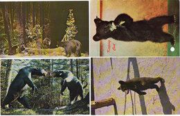 OURS - 4 CP - Black Bear - Temagami - Keeping Cool - Sussex - Albany (118850) - Ours