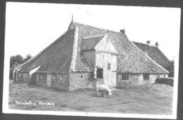 Nederland Holland Pays Bas Terschelling Boerderij En Schaap - Terschelling