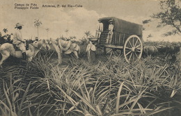 Artemisa Pinar Del Rio Campo De Pina . Pineapple. Ananas - Cuba