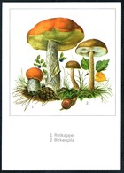 D5182 - TOP Gerhard Schmidt Künstlerkarte - Birkenpilz Rotkappe Pilz - Planet Verlag DDR - Champignons