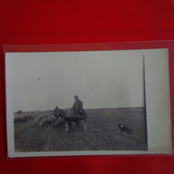 CARTE PHOTO BERGER MOUTON ROUMANIE ? - Rumania