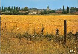 Feluy (Seneffe)- Panorama-+/-1960- L'Eglise Sainte Aldegonde Et Un Champ De Blé - Seneffe