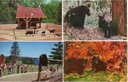 OURS - 4 CP - Black Bear - Storybook Gardens - (118851) - Ours