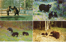 OURS - 4 CP - Black Bear - Granby- (118854) - Ours