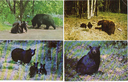 OURS - 4 CP - Black Bear - Baxter Park - (118855) - Ours