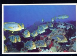 CPM Faune Animaux MALDIVES The Diver's Paradise Sweetlips Gazing At The Diver - Maldivas