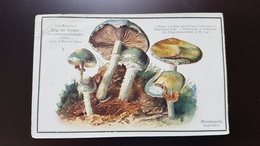 German Serie -  Mushroom - Vintage Postcard - - Champignon 1910s - Mushrooms