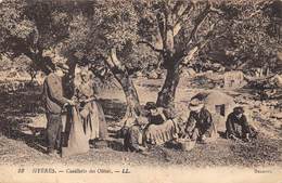 83-HYERES- CUEILLETTE DES OLIVES - Hyeres