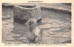 85-SABLES-D'OLONNE- LOULOU , JOLI PHOQUE HABITANT DES MERS POLAIRE VENU S'ECHOUER SUR LA CÔTE SAUVAGE DE LA CHAUME... - Sables D'Olonne