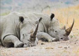WWF - Das Breitmaulnashorn - Rhinozeros