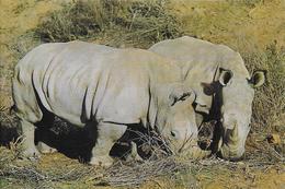 WWF - Das Breitmaulnashorn - Rhinoceros