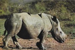 WWF - Das Breitmaulnashorn - Rhinoceros